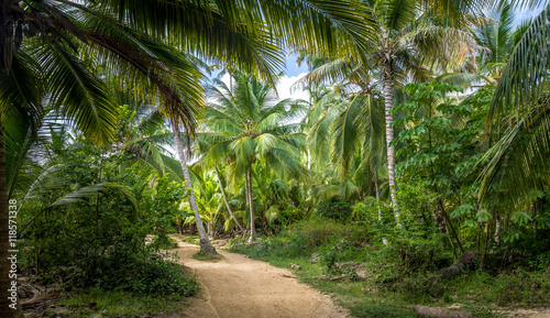 Path on a Palm Tree Forest - Tayrona Natural National Park, Colombia