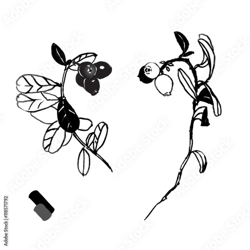 Bunches of fresh cranberries with berries on white background. Hand drawn vector illustration