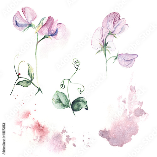 Bild auf Leinwand Set of sweet pea with watercolor splash
