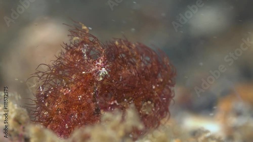 Hairy octopus (Octopus sp.) in Lembeh photo