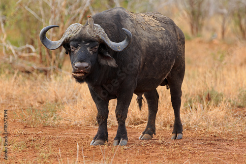 Afrikanischer Büffel