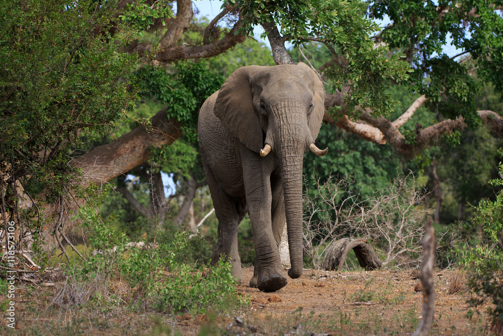 Obraz premium Elefant