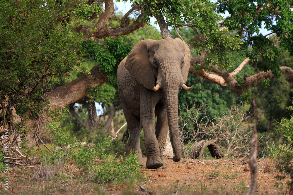 Fototapeta premium Elefant