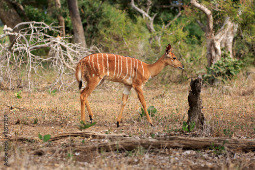 Nyala © Andreas Edelmann