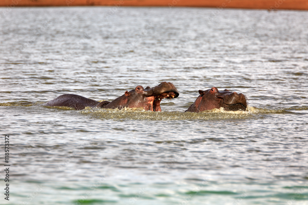 Fototapeta premium Flusspferd