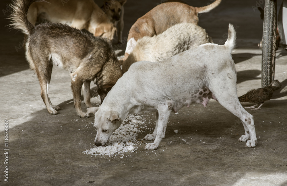 sad looking concept, hungry stray dog at thai temple beset to eat a remains food on the floor,sepia process sad looking concept, hungry stray dog at thai temple beset to eat a remains food on the floor,sepia process