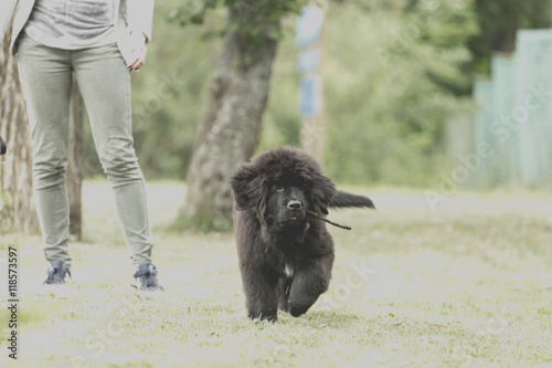 Beautiful Newfoundland puppy on the grass in the garden, instagr
