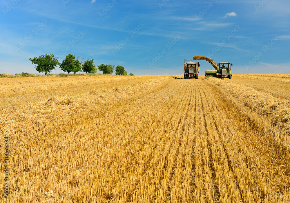 Fototapeta premium Farmers harvesting Straw, Baler unloads Bales onto Tractor Trailer, Summer Field Landscape under blue sky
