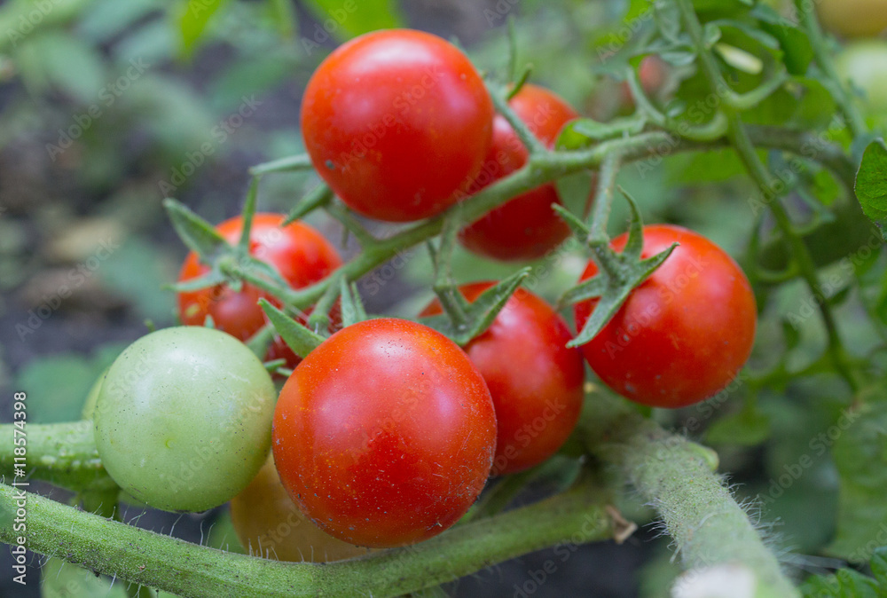 Green and red tomatoes grow on twigs