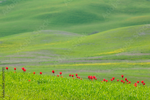 Wild Tulips blooming in the Rolling Hills of Tuscany
