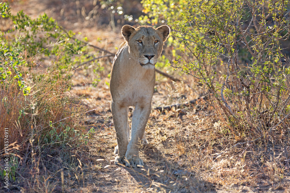 Naklejka premium Löwin