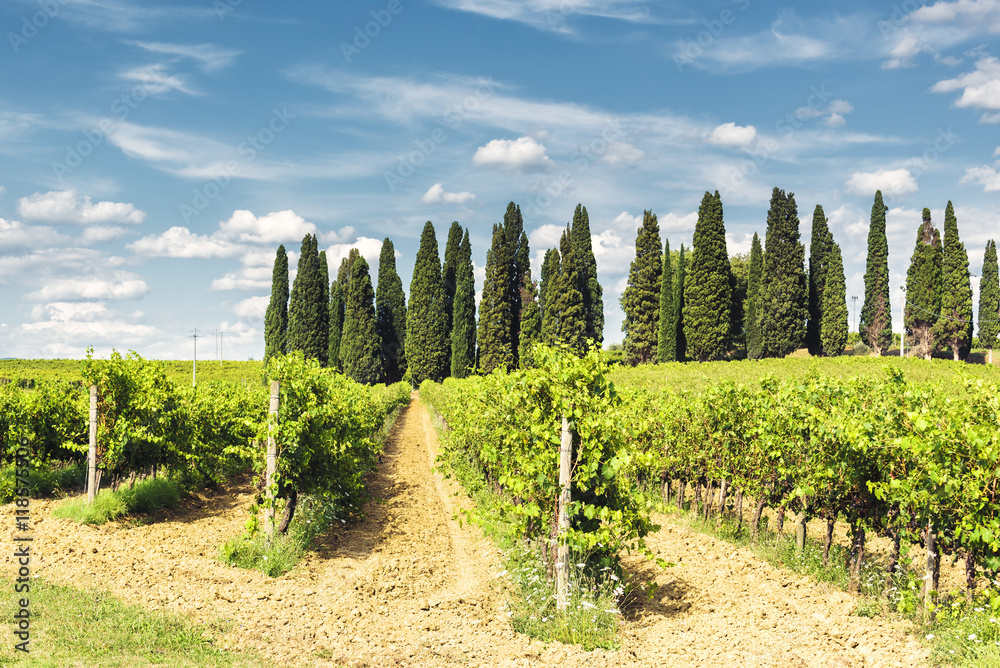 Fields shrubs of grapes with cypress background. Fields shrubs of grapes with cypress background.