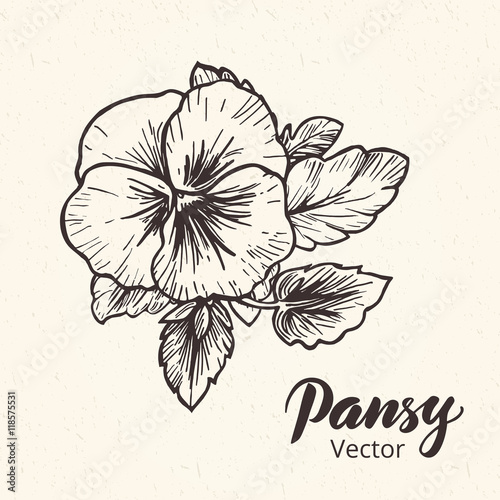 Hand drawn pansy flowers
