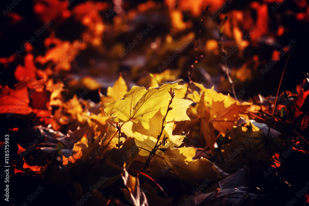 Fallen fiery orange maple leaves, autumn natural background, sel Fallen fiery orange maple leaves, autumn natural background, sel