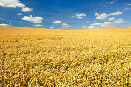Wheat Field, Summer Landscape under Blue Sky with Clouds