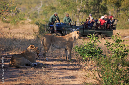 Safari photo