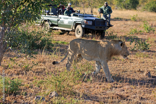 Billede på lærred Safari