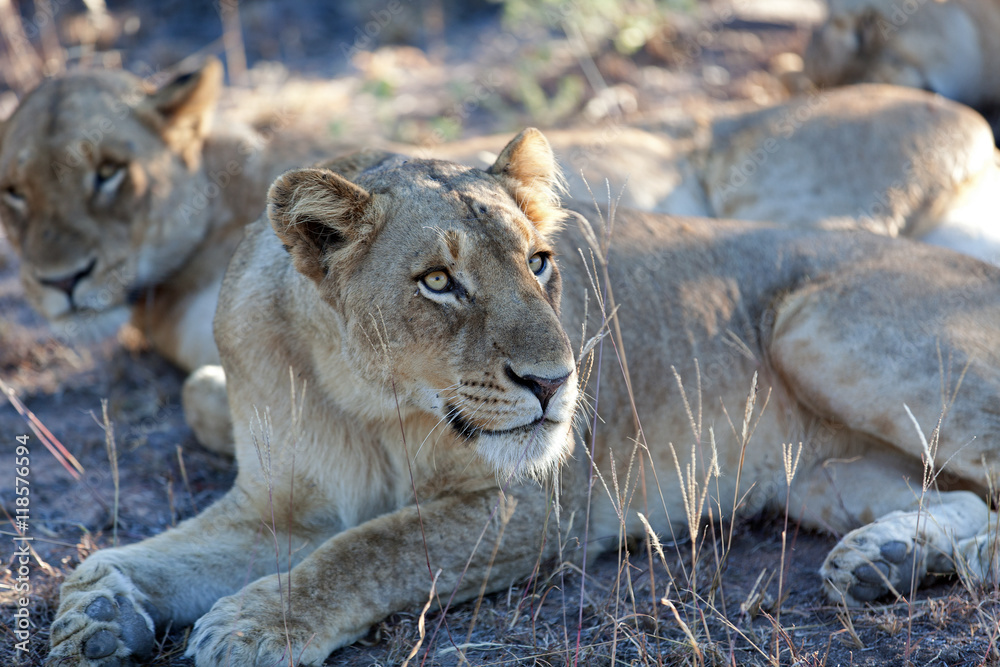 Fototapeta premium Löwenrudel