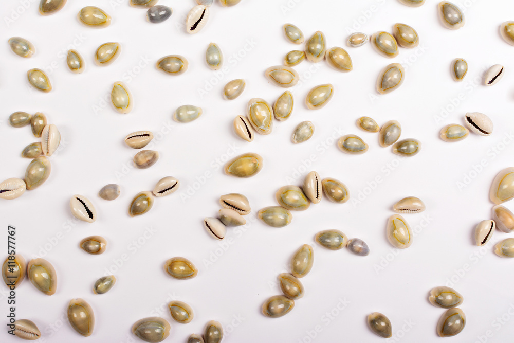 Small seashells on white background Small seashells on white background