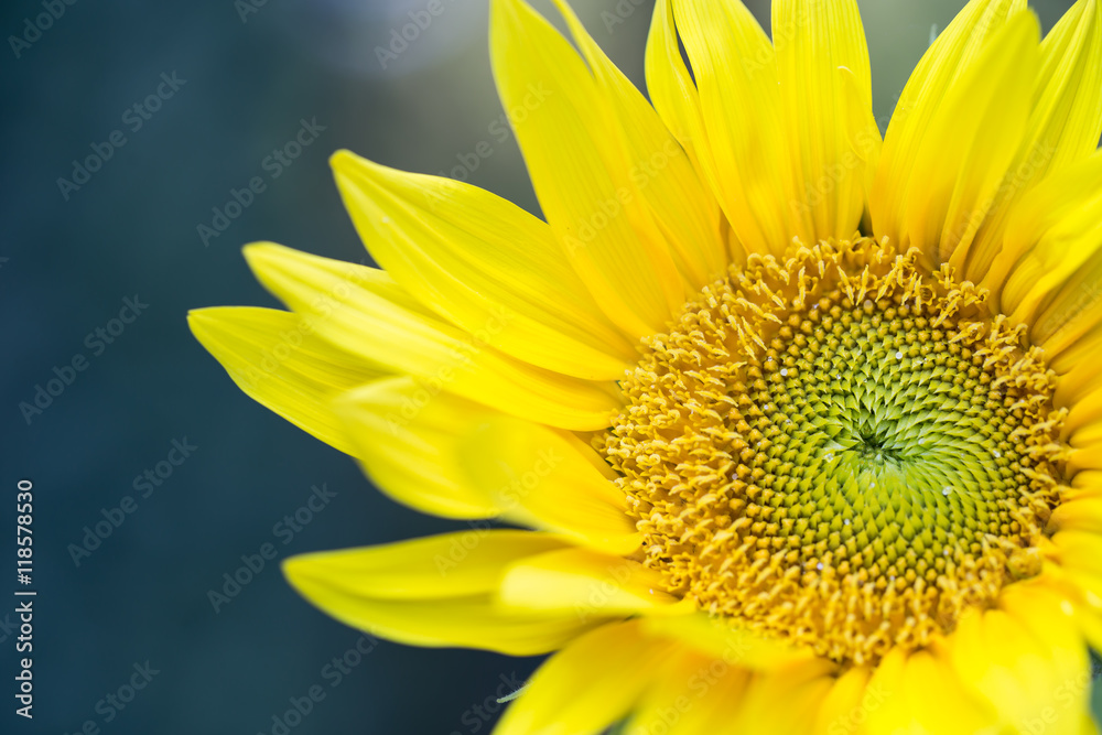 Fototapeta premium Słonecznik