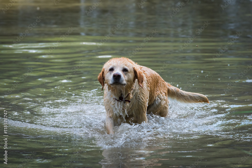 Labrador retriever in acqua