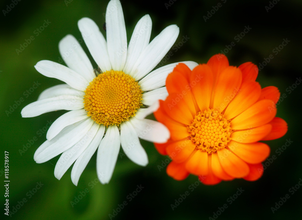 Obraz premium summer flowers