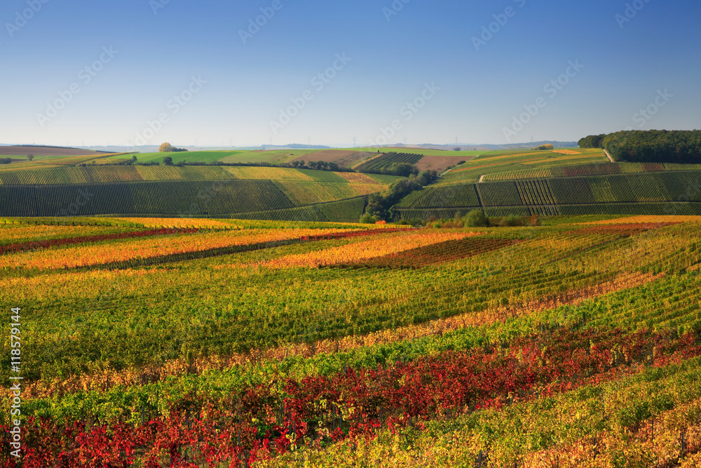 Colourful Vineyards in Autumn, Leaves changing Colour
