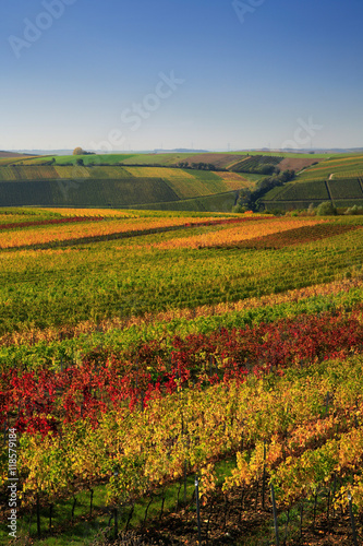 Colourful Vineyards in Autumn, Leaves changing Colour