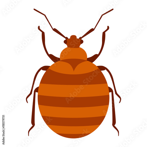 Beetle bug insect isolated on white
