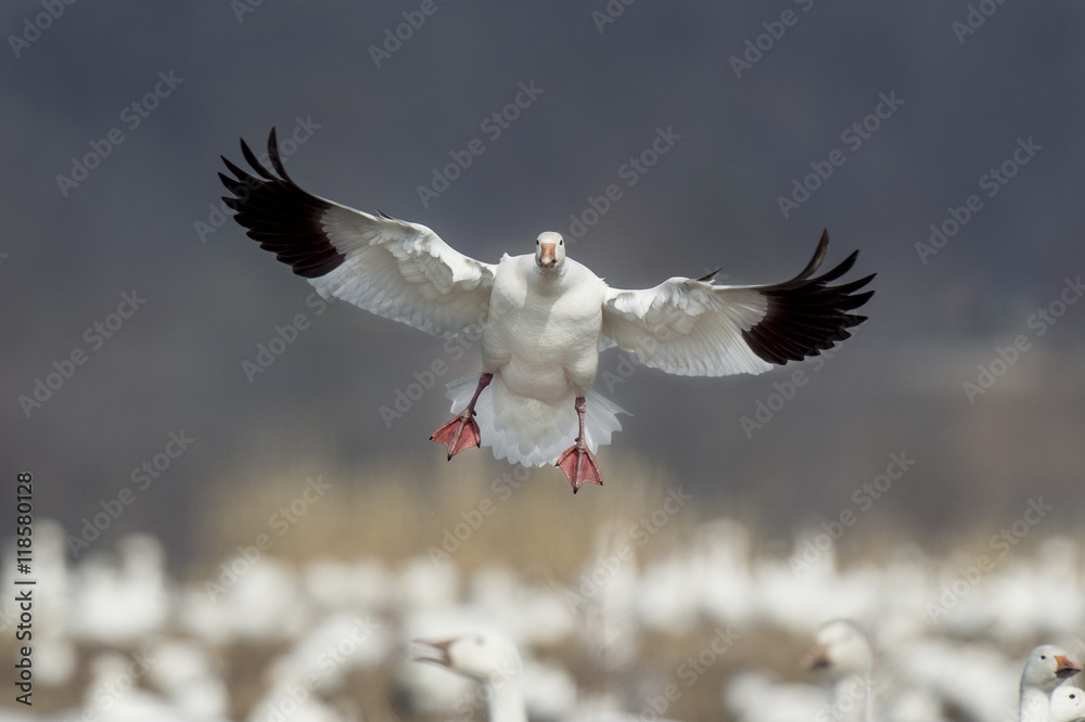Φωτογραφία A Snow Goose flies in to land in a field filled with snow geese on an overcast winter day