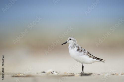 A Sanderling stands tall on a sandy beach on an overcast morning with a smooth background.