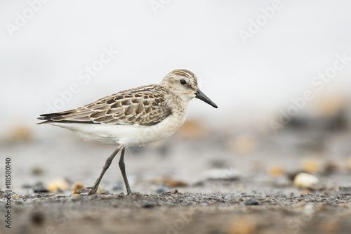A Semipalmated Sandpiper pauses for just a second between plunging its beak into the mud for food while standing on a muddy beach with a bright white background.