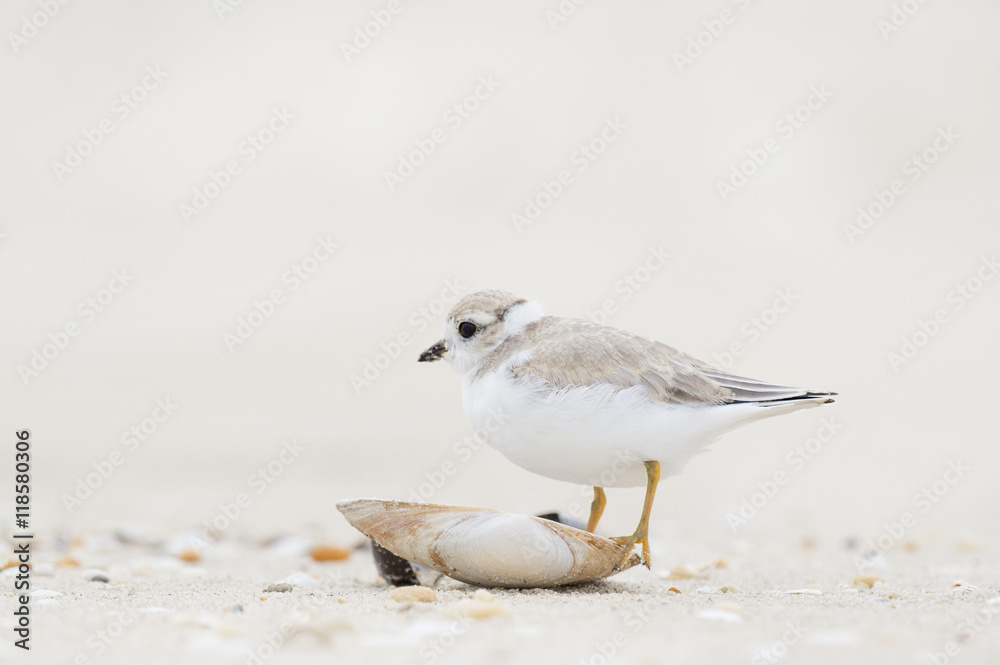 Fototapeta premium A juvenile Piping Plover stands on a small shell on the beach on an overcast day.