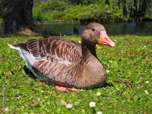 brown goose