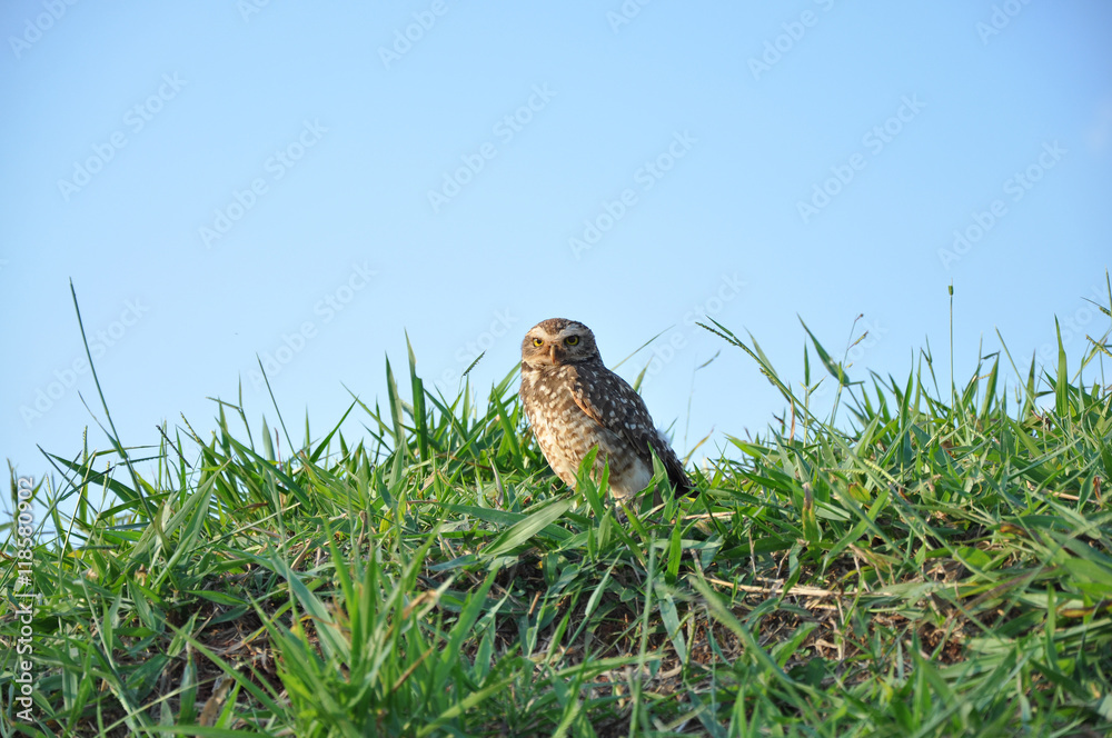 Owl staring Owl staring