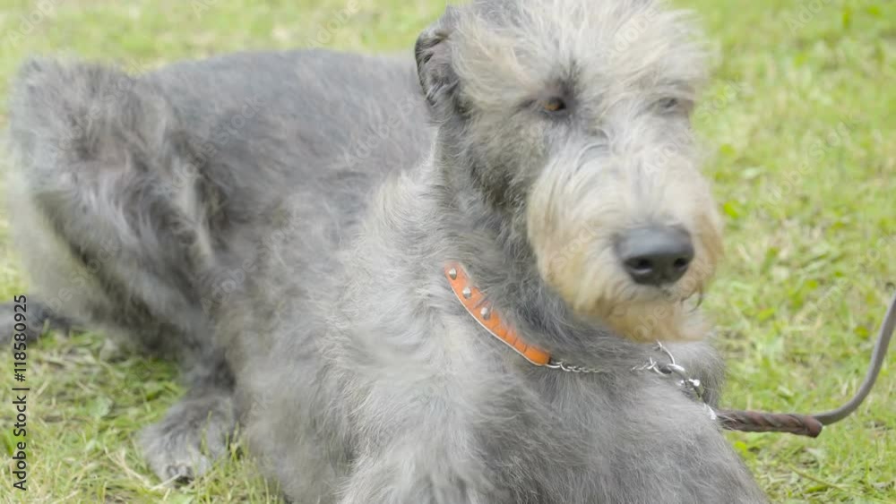 The gray big Fox Terrier lying on the ground with the leash on his neck
