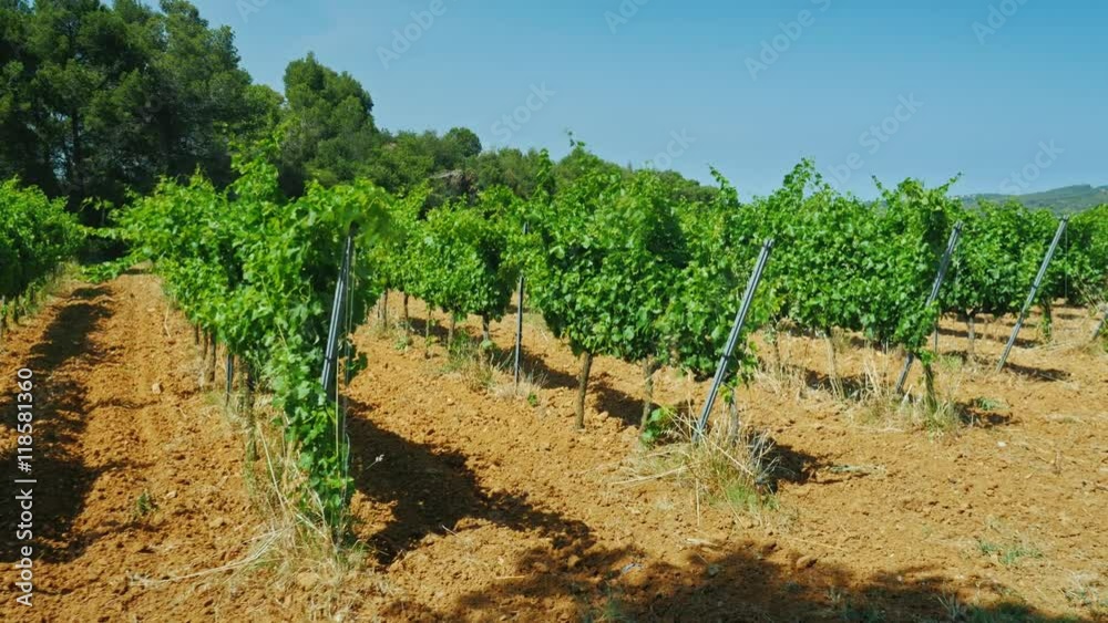 Steadicam shot: Grapes growing in a vineyard. Summer sunny day Steadicam shot: Grapes growing in a vineyard. Summer sunny day