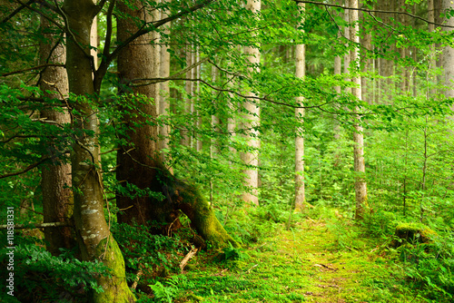 Fototapeta Naklejka Na Ścianę i Meble -  Natural Spruce Tree Forest with thick Underbrush