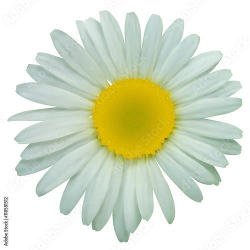 White daisy chamomile flowers