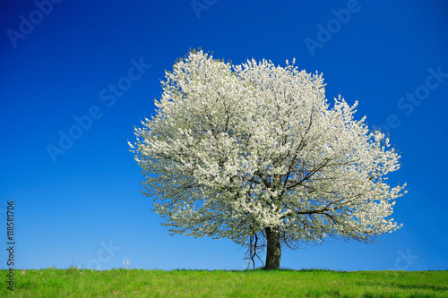 Big Cherry Tree in Full Bloom on Meadow under Blue Sky