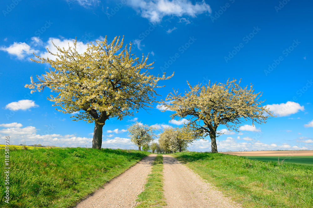 Cherry Trees Blossoming on Dirt Road through Spring Landscape under Blue Sky Cherry Trees Blossoming on Dirt Road through Spring Landscape under Blue Sky