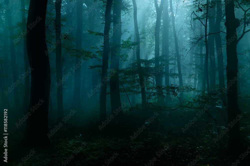 Fototapeta Forest of Deciduous Trees at Night Podświetlany przez Moonlight, Spooky Mystic Atmosphere