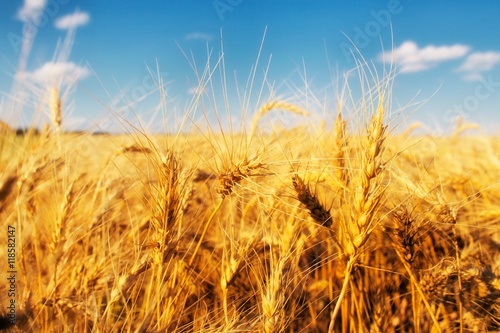 Grain field of wheat before harvest