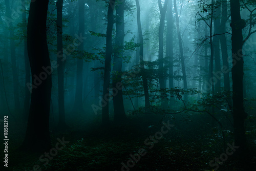 Forest of Deciduous Trees at Night Illuminated by Moonlight  Spooky Mystic Atmosphere