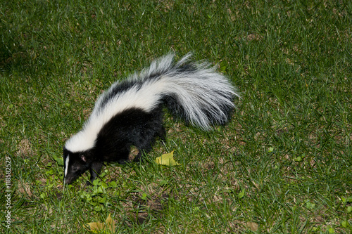 Skunk in Backyard