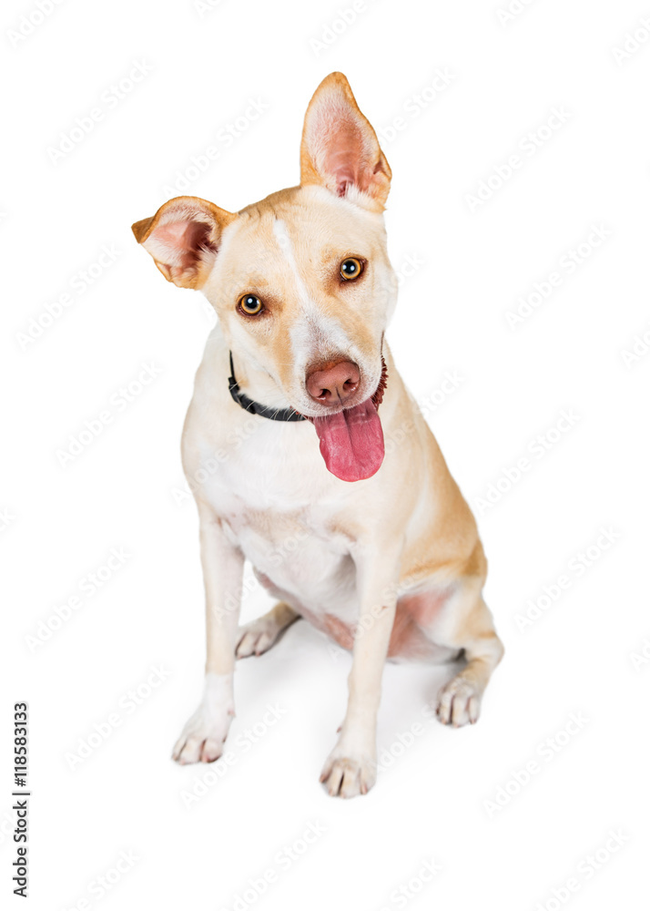 Attentive Crossbreed Yellow Dog on White