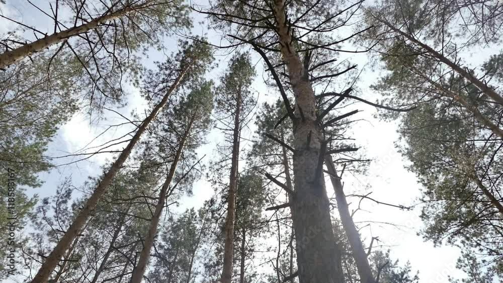 summer in the woods tall pines slow motion video summer in the woods tall pines slow motion video