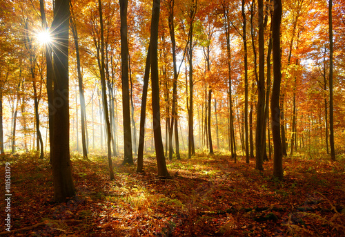 Autumn, Forest of Deciduous Trees Illuminated by Sunbeams through Fog, Leafs Changing Colour © AVTG