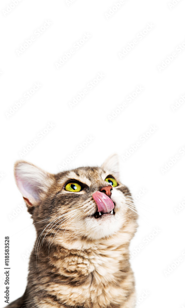 Fototapeta premium Hungry Cat Vertical Banner With Copy Space