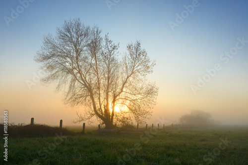Wallpaper Mural Solitary Tree on Meadow in Dense Fog at Sunrise Torontodigital.ca